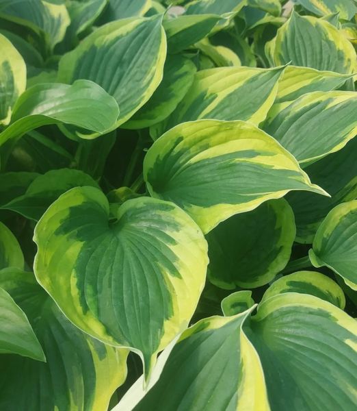 Hosta 'Twilight'